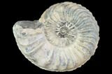 Ammonite (Pleuroceras) Fossil - Germany #125414-1